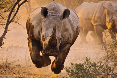 Rhino Rhinoceros Wallpapers