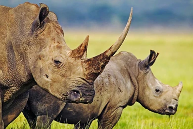 14 Fantastic HD Rhinoceros Wallpapers   HDWallSource.com