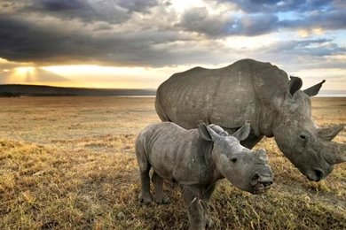 Rhinoceros HD Wallpaper.jpg