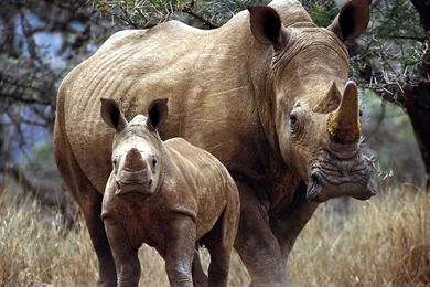 Rhino Wallpapers   Wild Big Rhino Pictures Gallery
