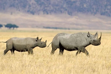 Rhinoceros Wallpapers HD.jpg