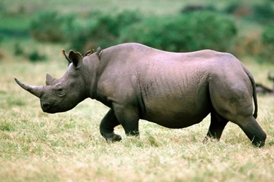 Rhinoceros HD Desktop Wallpapers