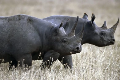 14 Fantastic HD Rhinoceros Wallpapers   HDWallSource.com