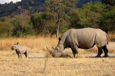 Wallpaper: Rhinoceros Wallpapers