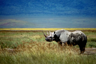 Fonds D'écran Rhinoceros : Tous Les Wallpapers Rhinoceros