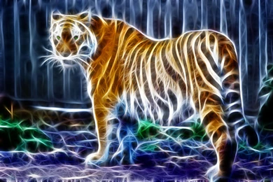 Tiger Computer Wallpapers, Desktop Backgrounds