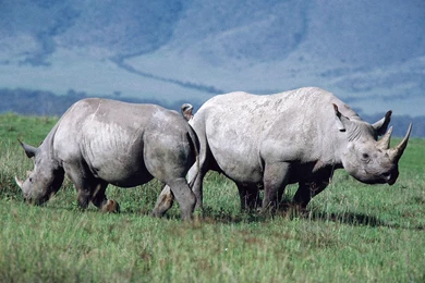 89 Rhino HD Wallpapers