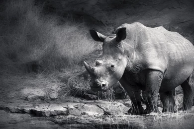 Rhino Wallpapers Hd   ImgMob