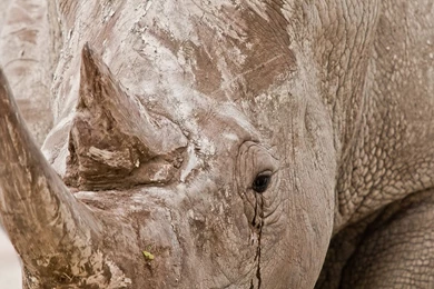 Close up Rhinoceros Wallpapers