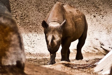 Free Rhino iPad Wallpapers   YourWallPaper