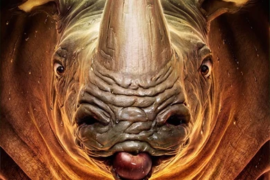 Rhinoceros Wallpapers, Download Gigantic Rhinoceros HD Wallpapers Free