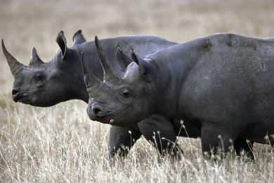 Rhinoceros Wallpapers And Images   Wallpapers, Pictures, Photos