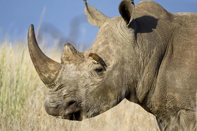 Download Wallpapers 3840x2400 Rhinoceros, Horn, Head, Profile ...