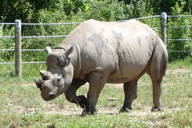 Rhinoceros Wallpapers. Images And Animals Rhinoceros Pictures (715)