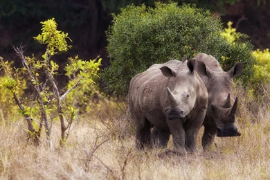 Rhino 1920x1200 Wallpapers, 1920x1200 Wallpapers & Pictures Free ...