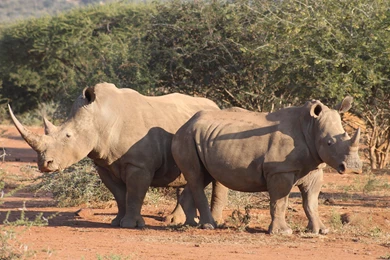 Rhinoceros Wallpapers :: HD Wallpapers