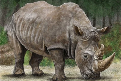 White Rhinoceros 6   High Definition : Widescreen Wallpapers