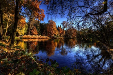Autumn Lake Trees Birds Landscape Wallpapers