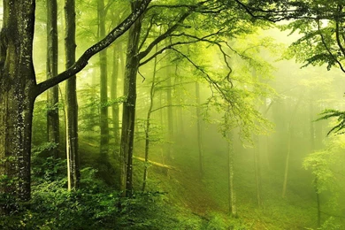 YouWall   Green Forest Fog Wallpapers   Wallpaper,wallpapers,free ...