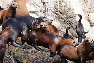 Navy SEALs Wallpapers And Images   Wallpapers, Pictures, Photos