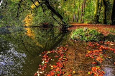 Autumn Lake Forest In High Definition Id: 3451   7HDWallpapers