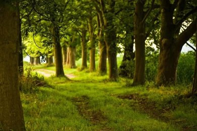 75833 2560×1600 Forest Desktop PC And Mac Wallpapers Forest ...