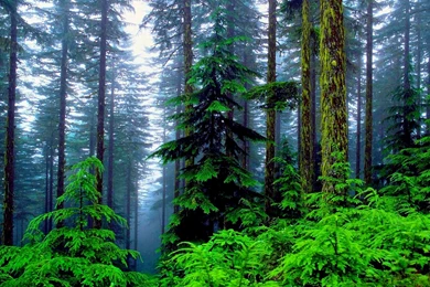 Full HD Forest Wallpapers