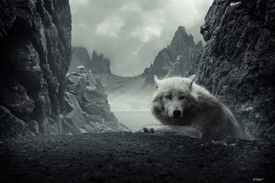 3095) Dark Wolf Widescreen Wallpapers   WalOps.com