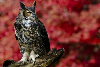 Beautiful Birds Wallpapers