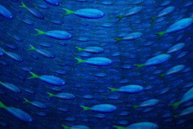 Fish: Fish Underwater Blue Ocean Marinelife Pretty Sea Full HD ...
