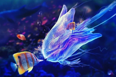 Fish Undersea Mirror Fishes Oceanlife Oceans Reflections Marine ...