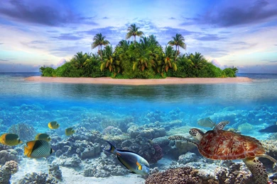 Marine Life Tropical Island 4K Ultra HD Wallpapers