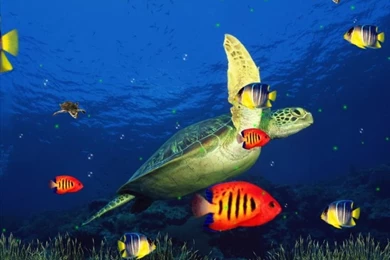 Popular Screensaver   HD Wallpapers Lovely