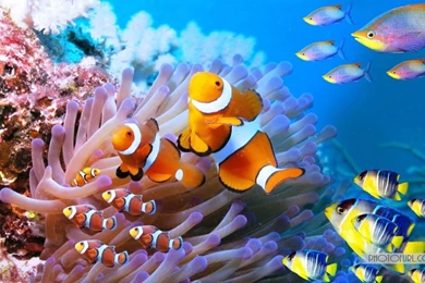 The Most Beautiful And Colorful Aquatic Sea Creatures Life ...
