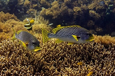 Fish Pictures Ocean Wallpapers Chapter 1   HD Animal Wallpapers