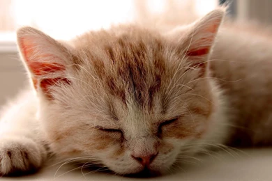 Beautiful wallpaper download 9.jpg