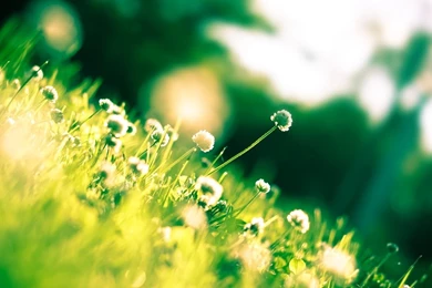 Meadow Wallpapers   Photography Wallpapers