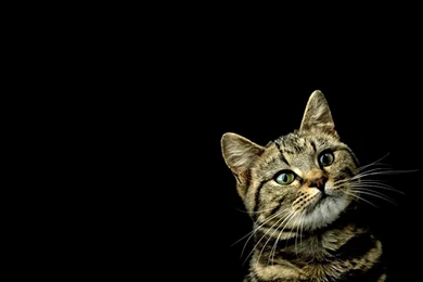 Cats: Cat Animal Black Cute Backgrounds Pisici Full HD Animal ...