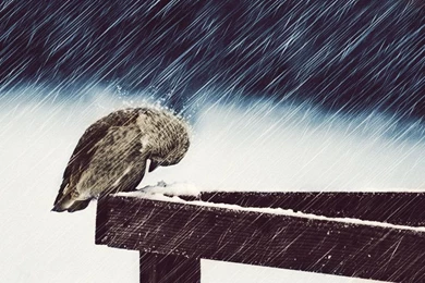 Rain Photography Wallpapers HD