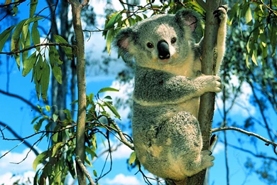 Desktop Wallpapers · Gallery · Animals · Koala