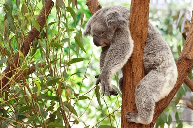 Koala Backgrounds Wallpapers