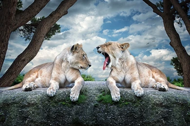 Lions Animals HD Wallpapers Wide   New HD Wallpapers