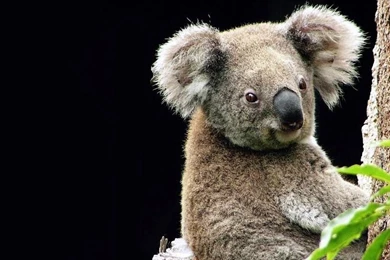 Koala De Queensland