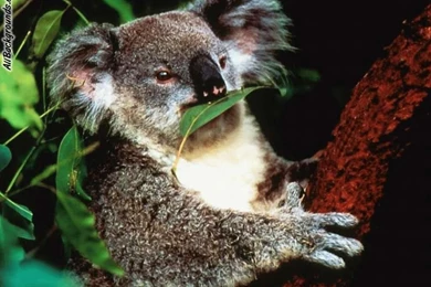 Koala Backgrounds   Twitter & Myspace Backgrounds