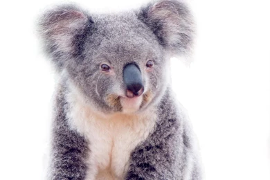 Koala Top Backgrounds High Definition Free Wallpapers / Wallpapers ...