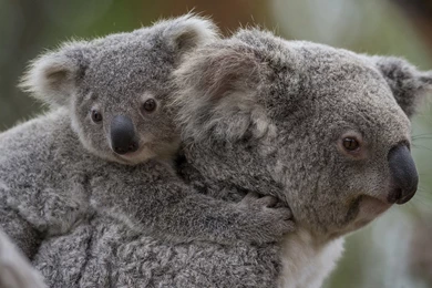 Koala Bears By Thomas Yekel   ThingLink