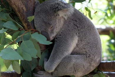 Desktop Wallpapers » Animals Backgrounds » Baby Koala Bear » Www ...