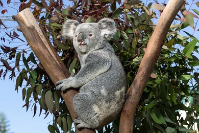 Koala Computer Wallpapers, Desktop Backgrounds