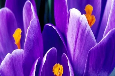 Flowers Wallpapers Free Download Zedge