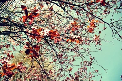 Girly Vintage Desktop Backgrounds